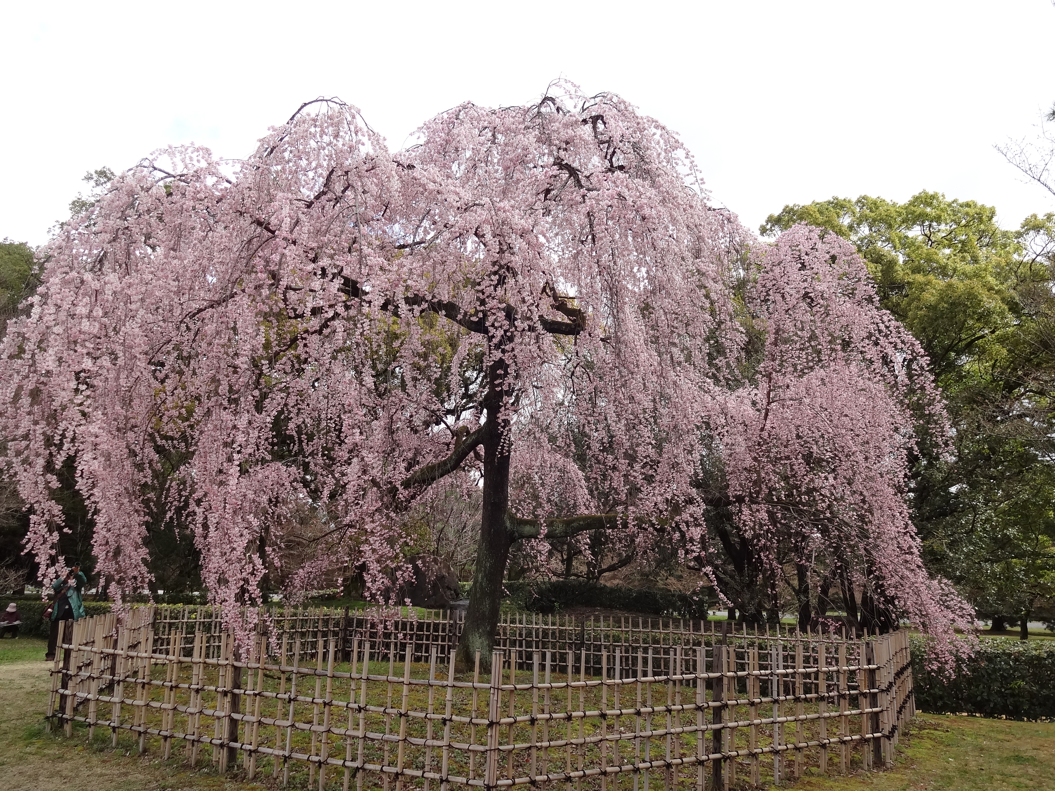 京都御所出水桜